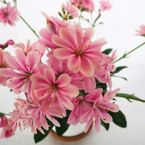 Jarrón Lewisia 14cm flor rosa