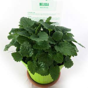 MELISSA OFFICINALIS WAZON 14 cm