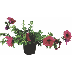 VASE FLUIDE SURFINIA 14cm fuchsia