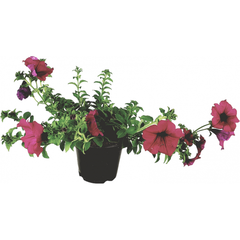 VASE FLUIDE SURFINIA 14cm fuchsia