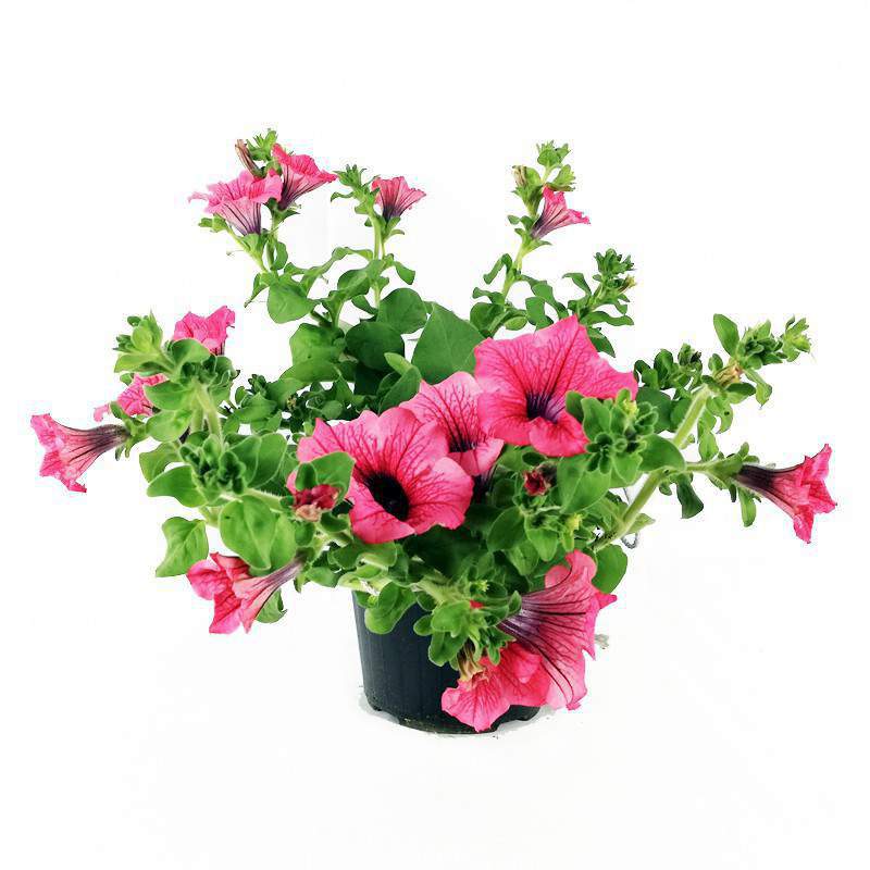 SURFINIA VASE GOUTTES 14cm rose