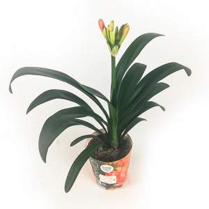 Clivia Miniata Vase 13cm