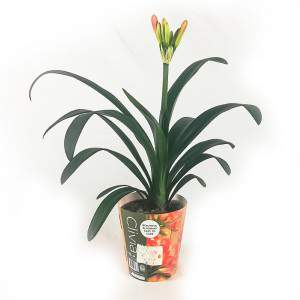 Clivia Miniata Vaso 13cm