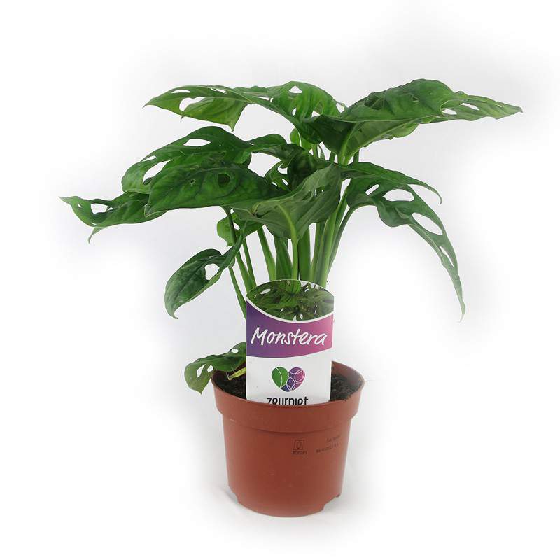 Monstera obliqua - planta de agujero - hoja de mono Monstera obliqua - planta de agujero - hoja de mono