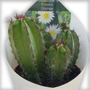 Polaskia chichipe Florero 10cm