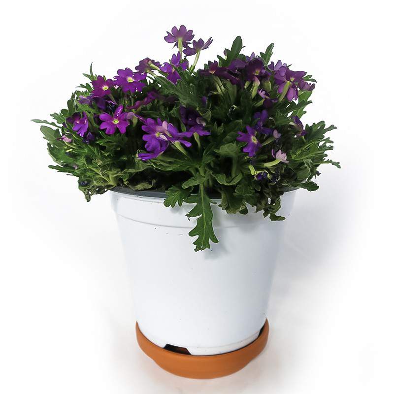 Vase Verveine 14cm Violet Vase Verveine 14cm Violet