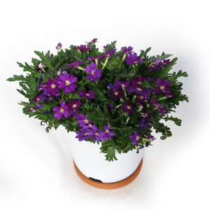 Vase Verveine 14cm Violet