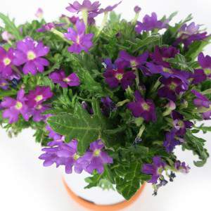 Vase Verveine 14cm Violet