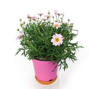 Vase marguerite 14cm rose