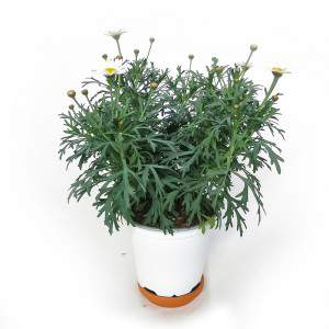 Vase marguerite 14cm blanc