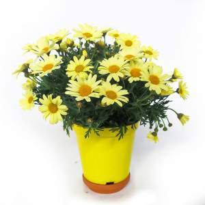 Florero Daisy 14cm amarillo