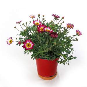 Vase marguerite 14cm rouge