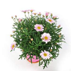 Vase marguerite 14cm rose