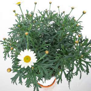 Vase marguerite 14cm blanc