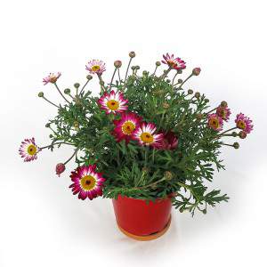 Vase marguerite 14cm rouge