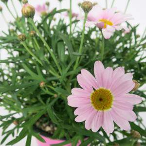 Vase marguerite 14cm rose