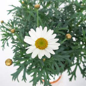 Vase marguerite 14cm blanc