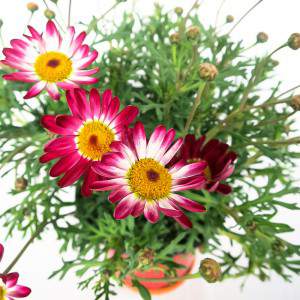 Vase marguerite 14cm rouge