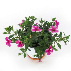 CALIBRACHOA WAZON 14cm RÓŻOWY