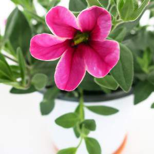 JARRON CALIBRACHOA 14cm ROSA