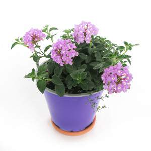 Fleur de lilas Lantana