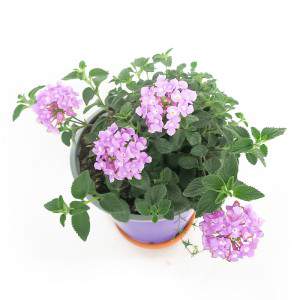 Fleur de lilas Lantana