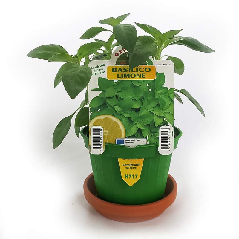Basilic citron Basilic citron