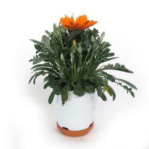 VASE GAZANIA 14cm ORANGE