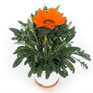 JARRON GAZANIA 14cm NARANJA