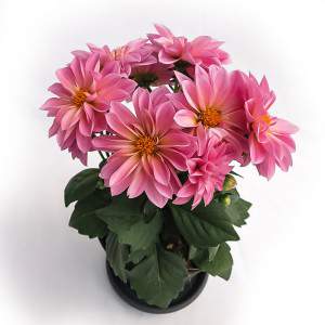 DALIA VASE 14cm PINK