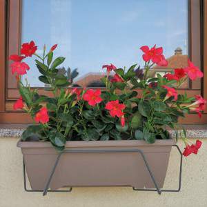 Kit Silvano y dipladenia florero 50cm