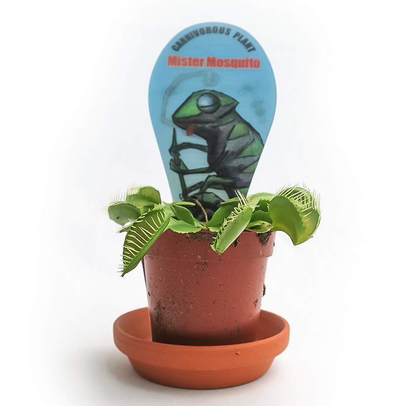 DIONAEA MUSCIPULA PLANTA CARNÍVORA florero 7cm DIONAEA MUSCIPULA PLANTA CARNÍVORA florero 7cm