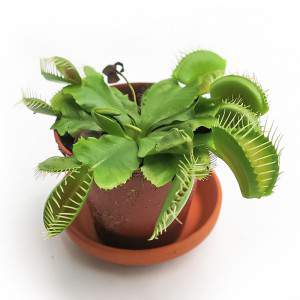 DIONAEA MUSCIPULA FLEISCHFRESSENDE PFLANZE Vase 7cm