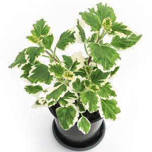 PLECTRANTHUS INCENSE PLANT