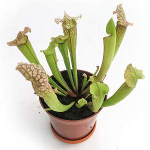 VASO DE PLANTAS CARNÍVORAS SARRACENIA 9cm