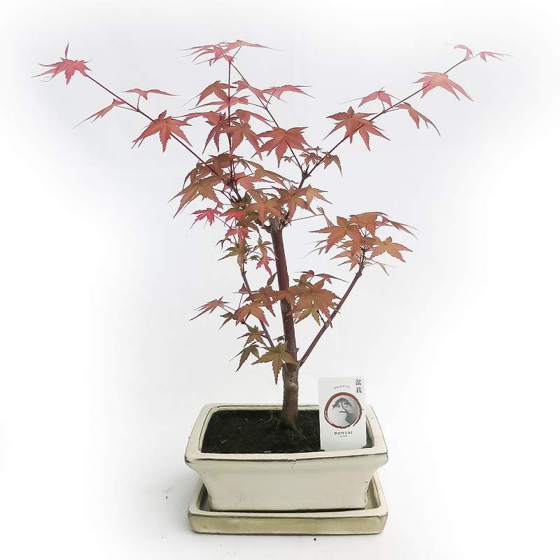 ARCE BONSAI ROJO PARA EXTERIOR