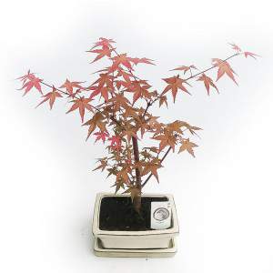 OUTDOOR BONSAI RED MAPLE