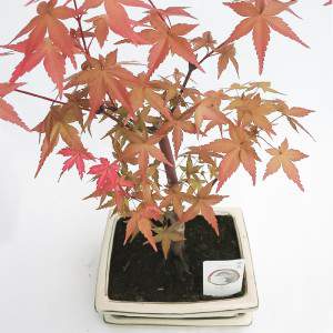 ARCE BONSAI ROJO PARA EXTERIOR