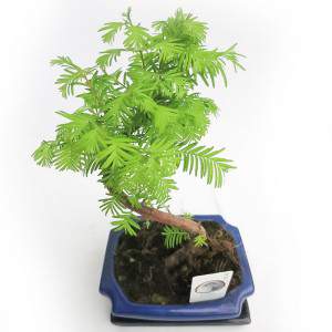 METASEQUOIA-BONSAI IM FREIEN