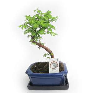 METASEQUOIA BONSAI EXTERIOR