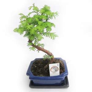 METASEQUOIA BONSAI EXTERIOR