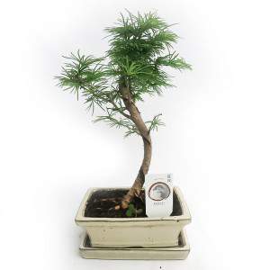 PSEUDOLARIX BONSAI DE L'EXTÉRIEUR