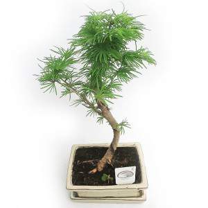 PSEUDOLARIX BONSAI DE L'EXTÉRIEUR