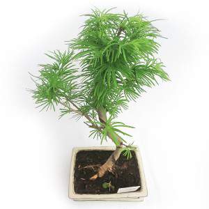 PSEUDOLARIX BONSAI DESDE EL EXTERIOR