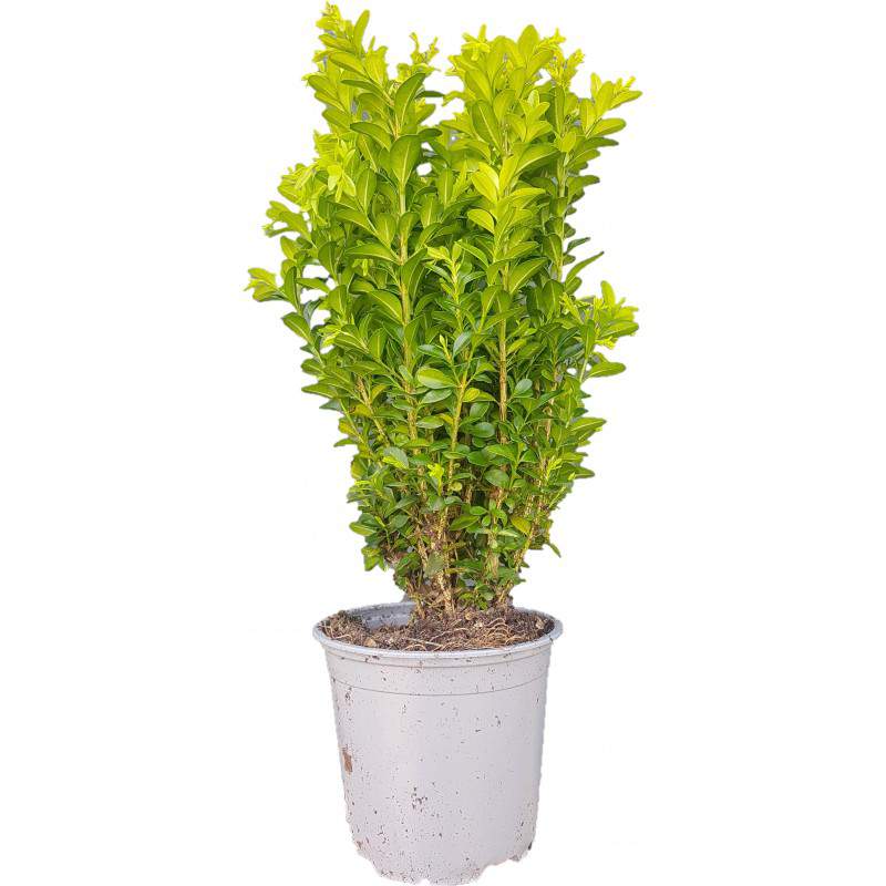 Buis ou Buxus Sempervirens hauteur 30cm