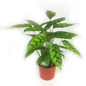 LEOPARDINA CALATHEA