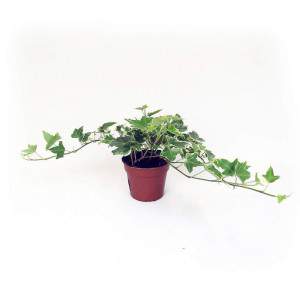bluszczowy wazon 14 wysokich zielonych i pstrych liści
