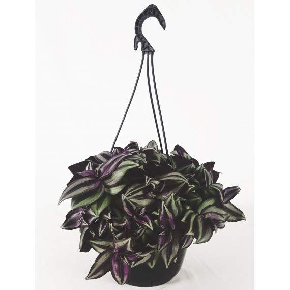 Cesto de capacho Tradescantia 20cm