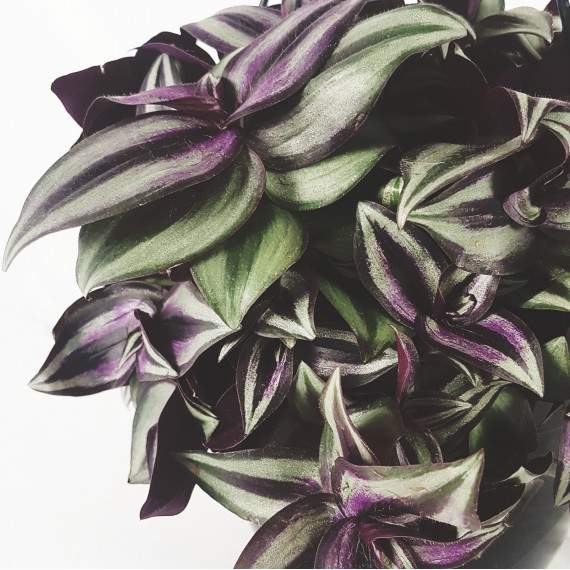 Tradescantia Zerbina deixa