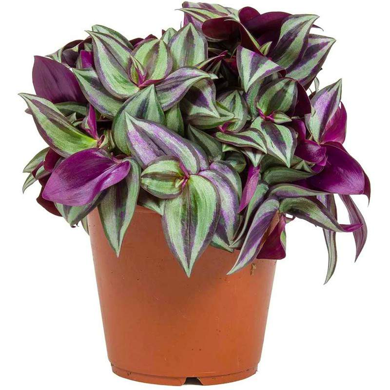 Tradescantia Zerbina en...